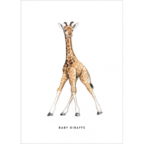 Ansichtkaart Baby Giraf - 10 stuks